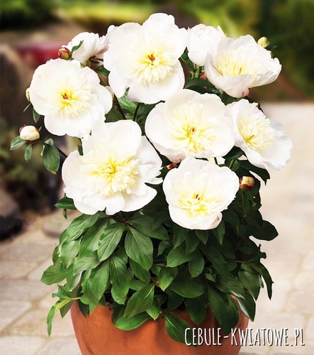 Piwonia Patio Madrit 1 szt.