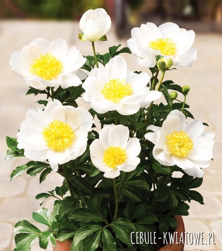 Piwonia Patio Dublin 1 szt.