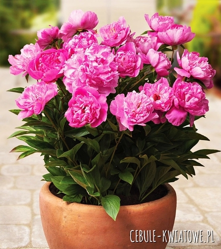 Piwonia Patio Rome 1 szt.