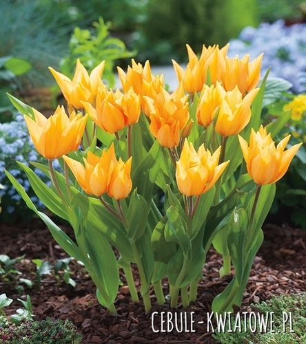 Tulipan Botaniczny Praestans Shogun 5 szt.
