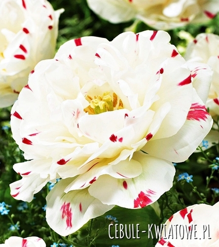 Tulipan Pełny Dla Kolekcjonera Dance Line 3 szt.