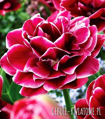 Tulipan Pełny Dla Kolekcjonera Dream Touch 5 szt.