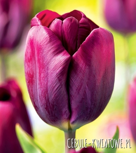 Tulipan Gigantyczny Purple Lady 5 szt.