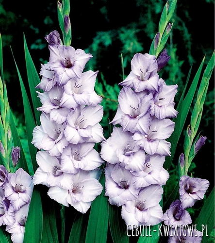 Gladiolus Mieczyk Wielkokwiatowy Blue Tropic 5 szt.