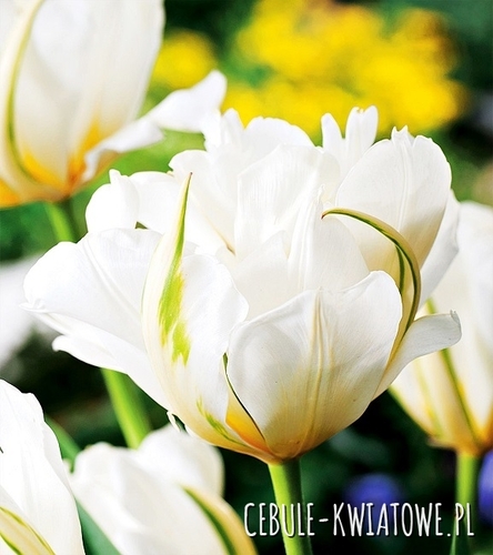 Tulipan Ekskluzywny Exotic Emperor 5 szt.