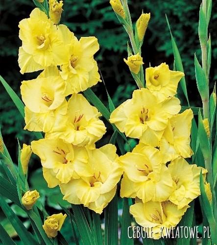 Gladiolus Mieczyk Wielkokwiatowy Joyeuse Entree 5 szt.