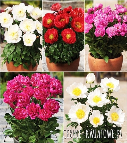 Zestaw Piwonia Doniczkowa Niska
