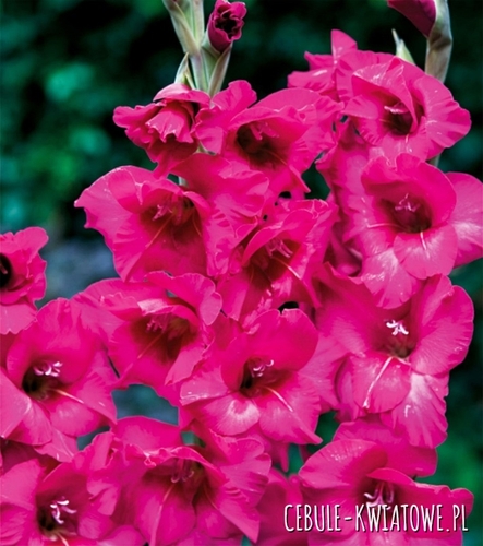 Gladiolus Mieczyk Wielkokwiatowy Kazimir 5 szt.