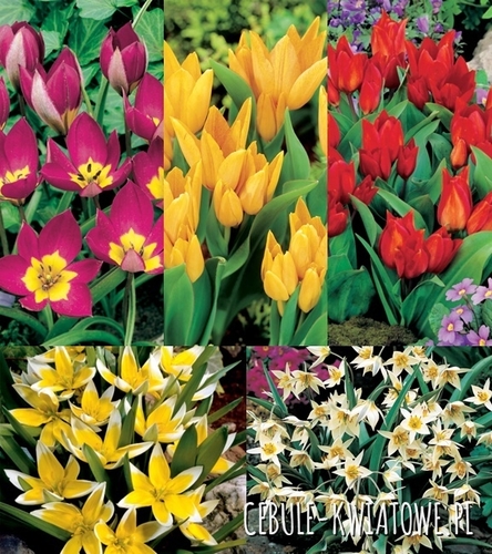 Zestaw Tulipan Botaniczny 1
