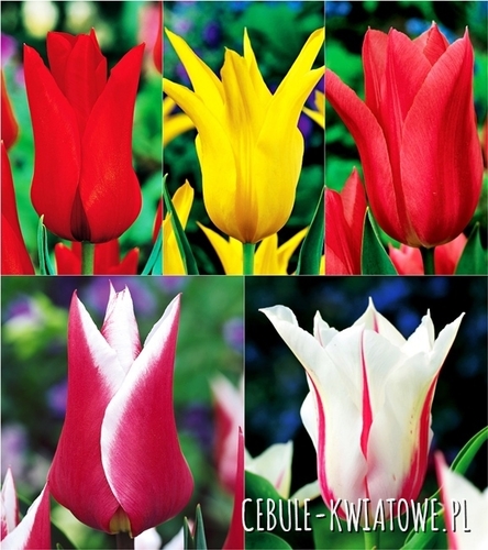 Zestaw Tulipan Liliokształtny 2