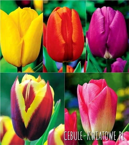 Zestaw Tulipan Triumph 3