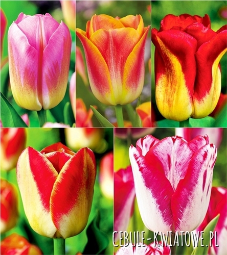 Zestaw Tulipan Dwukolorowy