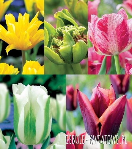 Zestaw Tulipan Ekskluzywny 2