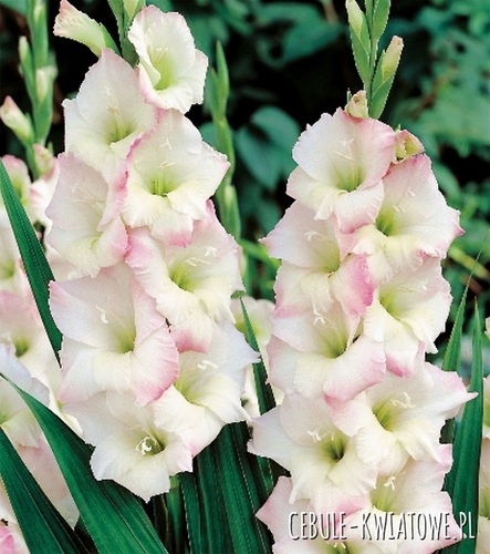 Gladiolus Mieczyk Wielkokwiatowy Cream Perfection 5 szt.