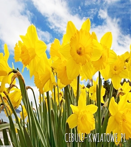 Żonkil Narcyz Starodawny 10 szt