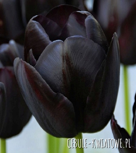 Tulipan Czarny 100 szt