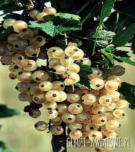 Porzeczka Biała - Doniczka 1 szt.