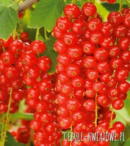 Porzeczka Czerwona - Doniczka 1 szt.