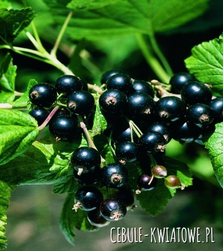 Porzeczka Czarna - Doniczka 1 szt.