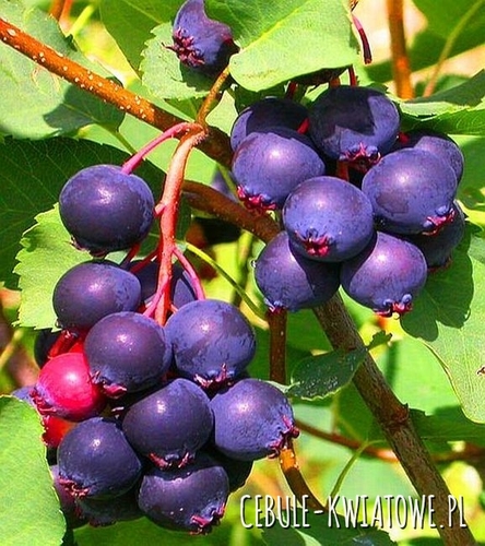 Świdośliwa kanadyjska 1 szt.