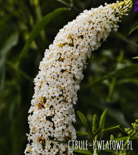 Budleja Dawida Nanho White 1 szt.