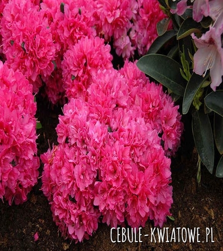 Azalia Rokoko 1 szt.