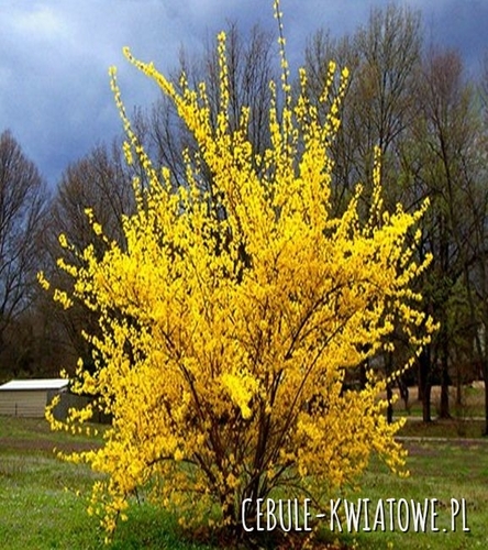 Forsycja 1 szt.