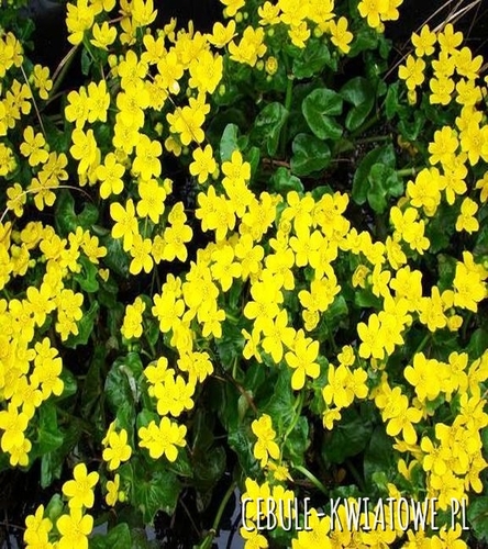 Jaśmin nagokwiatowy 1 szt.