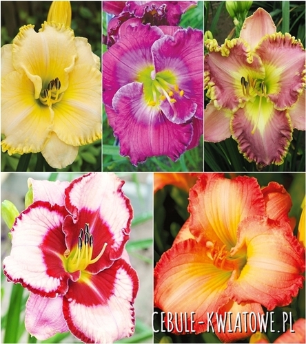 Zestaw Hemerocallis-Liliowiec 5 I wybór