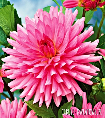 Dalia Kaktusowa Różowa 1 szt.