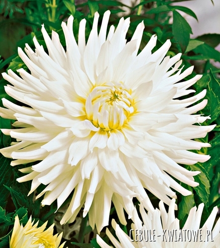 Dalia Kaktusowa Biała 1 szt.