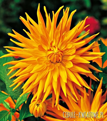 Dalia Kaktusowa Pomarańczowa 1 szt.