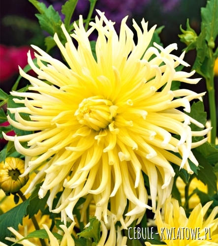 Dalia Kaktusowa Żółta 1 szt.