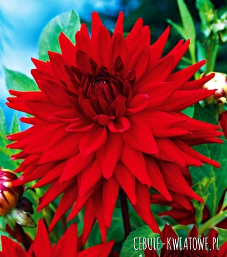 Dalia Kaktusowa Czerwona 1 szt.