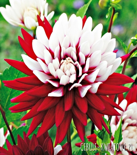 Dalia Kaktusowa Rebecca's World 1 szt.