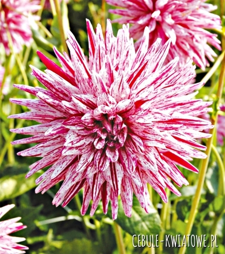 Dalia Kaktusowa Hy Trio 1 szt.