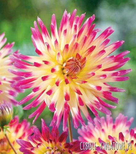 Dalia Kaktusowa Tahiti Sunrise 1 szt.