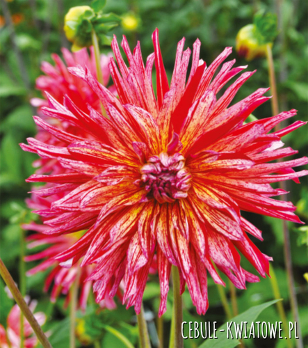 Dalia Kaktusowa Namara 1 szt.