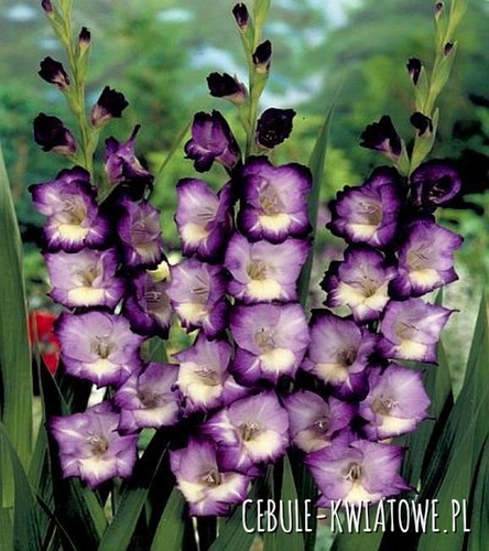 Gladiolus Mieczyk Wielkokwiatowy King s Lynn 5 szt.