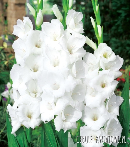 Gladiolus - Mieczyk Wielkokwiatowy Solist 5 szt.