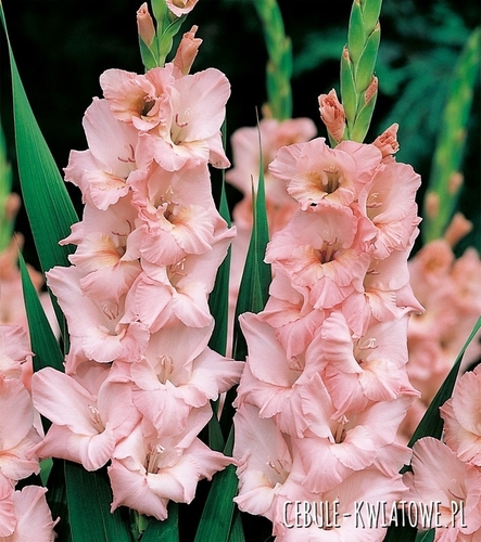 Gladiolus - Mieczyk Wielkokwiatowy Night Mare 5 szt.