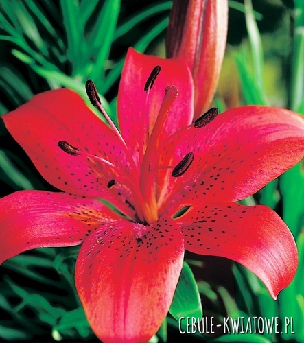 Lilia Azjatycka Prunotto 1 szt.