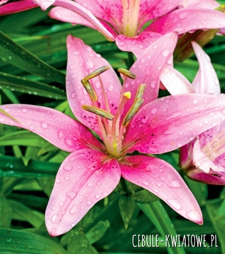 Lilia Azjatycka Manado 1 szt.