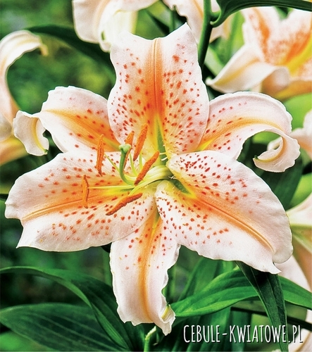 Lilia Orientalna Salmon Star 1 szt.