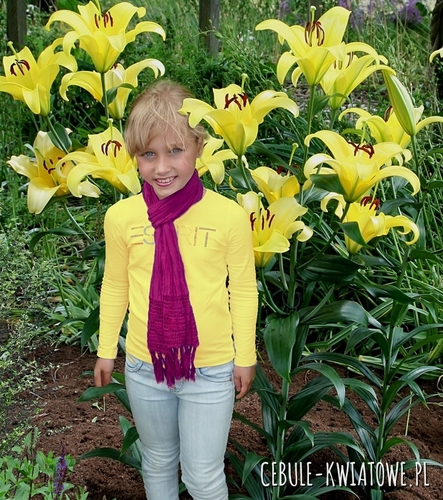 Lilia Drzewiasta Yelloween 1 szt.