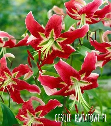 Lilia drzewiasta Black Beauty 1 szt.