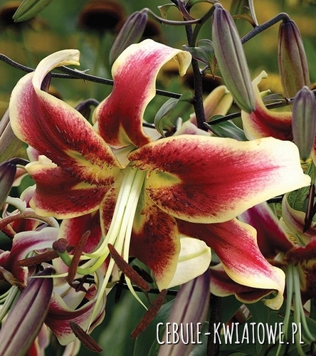 Lilia Drzewiasta Scheherezade 1 szt