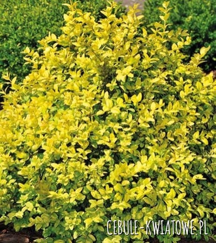 Bukszpan wieczniezielony Aurea doniczka