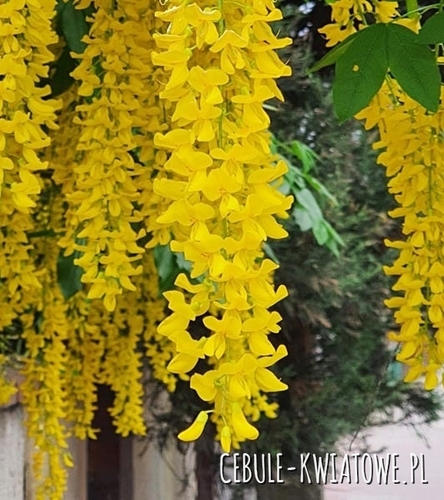 Złotokap pospolity doniczka