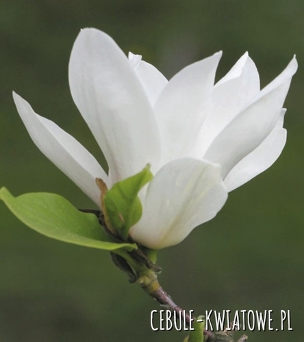 Magnolia Alba Superba doniczka